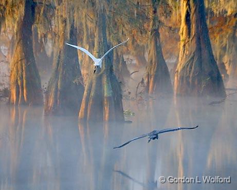 Egret & Heron In Flight_26216.jpg - Great Egret (Ardea alba) and Great Blue Heron (Ardea herodias) flying together. Photographed in the Cypress Island Preserve at Lake Martin near Breaux Bridge, Louisiana, USA.